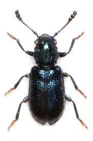 Attēlu rezultāti vaicājumam “Korynetes caeruleus”