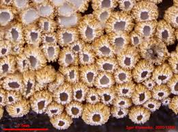 Attēlu rezultāti vaicājumam “Merismodes anomala”