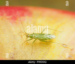 Attēlu rezultāti vaicājumam “Blepharidopterus angulatus”