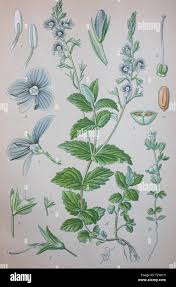 Image result for Veronica chamaedrys