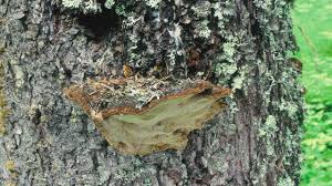 Attēlu rezultāti vaicājumam “Phellinus pini”