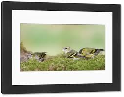 Attēlu rezultāti vaicājumam “Carduelis spinus female”