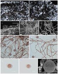 Attēlu rezultāti vaicājumam “Didymiaceae”