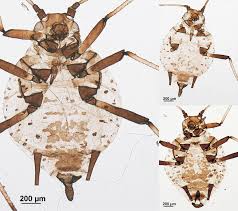 Attēlu rezultāti vaicājumam “Aphodius sp. imago”