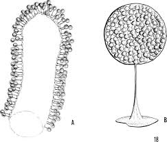 Attēlu rezultāti vaicājumam “Ceratiomyxa fruticulosa spores”