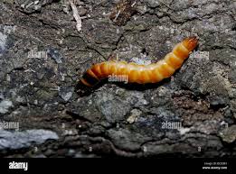 Attēlu rezultāti vaicājumam “Elateridae larva”