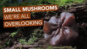 Attēlu rezultāti vaicājumam “Ionomidotis irregularis”