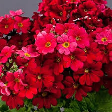 Image result for Primula malacoides