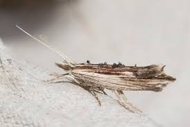 Attēlu rezultāti vaicājumam “Ypsolophidae”