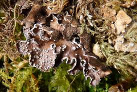 Attēlu rezultāti vaicājumam “Cladonia norvegica”