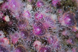 ผลการค้นหารูปภาพสำหรับ strawberry anemone
