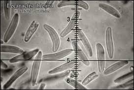 Attēlu rezultāti vaicājumam “Lecanactis abietina”