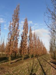 Attēlu rezultāti vaicājumam “Quercus robur Fastigiata”