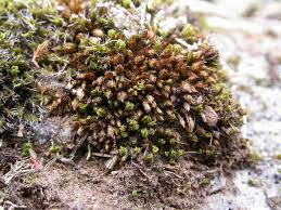 Attēlu rezultāti vaicājumam “Bryum funkii”