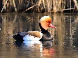 Image result for Netta rufina