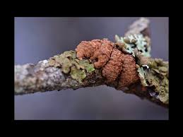 Attēlu rezultāti vaicājumam “Hypocreopsis lichenoides”