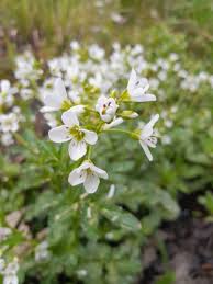 Attēlu rezultāti vaicājumam “Cardamine amara”