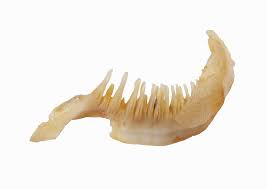 Image result for Moxostoma erythrurum