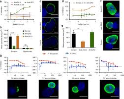 Attēlu rezultāti vaicājumam “Symphytocarpus impexus plasmodium”