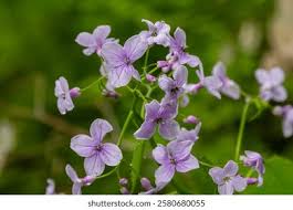 Attēlu rezultāti vaicājumam “Lunaria rediviva flower”