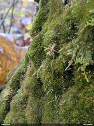 Attēlu rezultāti vaicājumam “Serpoleskea subtilis”