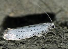 Attēlu rezultāti vaicājumam “Yponomeuta evonymella larva”