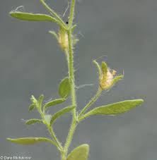 Attēlu rezultāti vaicājumam “Microrrhinum minus leaf”