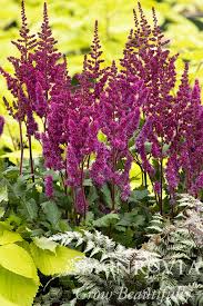 Image result for Astilbe