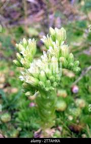 Attēlu rezultāti vaicājumam “Jovibarba globifera”