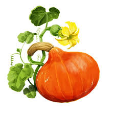 Image result for Kürbis