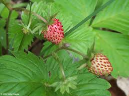 Attēlu rezultāti vaicājumam “Fragaria vesca fruit”