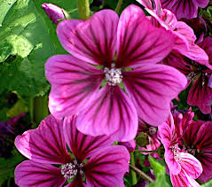 Image result for Malva sylvestris var. mauritiana