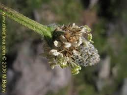 Attēlu rezultāti vaicājumam “Plantago lanceolata bud”