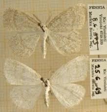 Attēlu rezultāti vaicājumam “Cabera exanthemata female”