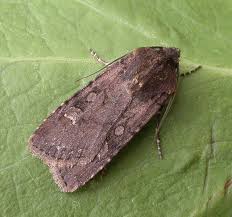 Attēlu rezultāti vaicājumam “Euxoa nigricans”