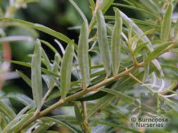 Attēlu rezultāti vaicājumam “Hippophae rhamnoides leaf”