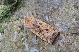 Attēlu rezultāti vaicājumam “Conistra rubiginea”