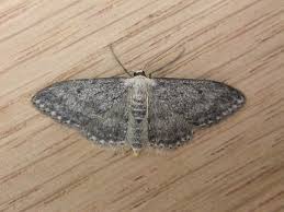 Attēlu rezultāti vaicājumam “Idaea seriata”