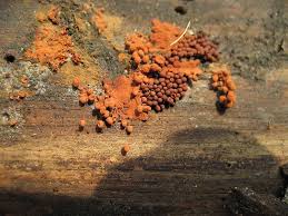 Attēlu rezultāti vaicājumam “Arcyria denudata young”