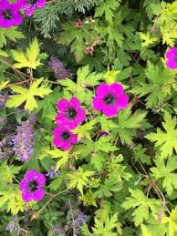 Image result for Storchschnäbel