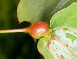 Attēlu rezultāti vaicājumam “Contarinia petioli”