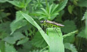 Attēlu rezultāti vaicājumam “Tenthredo campestris female”