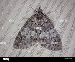 Attēlu rezultāti vaicājumam “Hydriomena impluviata”