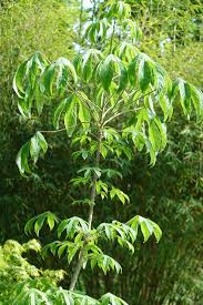 Attēlu rezultāti vaicājumam “Kalopanax septemlobus fruit”