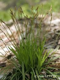 Attēlu rezultāti vaicājumam “Carex digitata fruit”