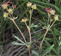 Attēlu rezultāti vaicājumam “Comarum palustre leaf”