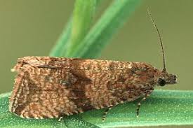 Attēlu rezultāti vaicājumam “Celypha striana”