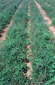 Attēlu rezultāti vaicājumam “Enteridium liceoides macro”