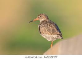 Attēlu rezultāti vaicājumam “Tringa totanus”