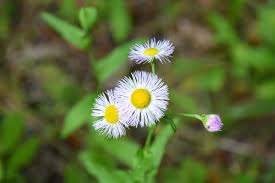Attēlu rezultāti vaicājumam “Erigeron annuus flower”